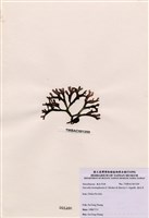藏品(海木耳)的圖片